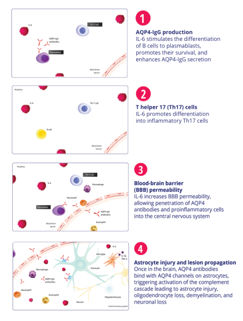 ENSPRYNG® (satralizumab) Mechanism of Action (MOA